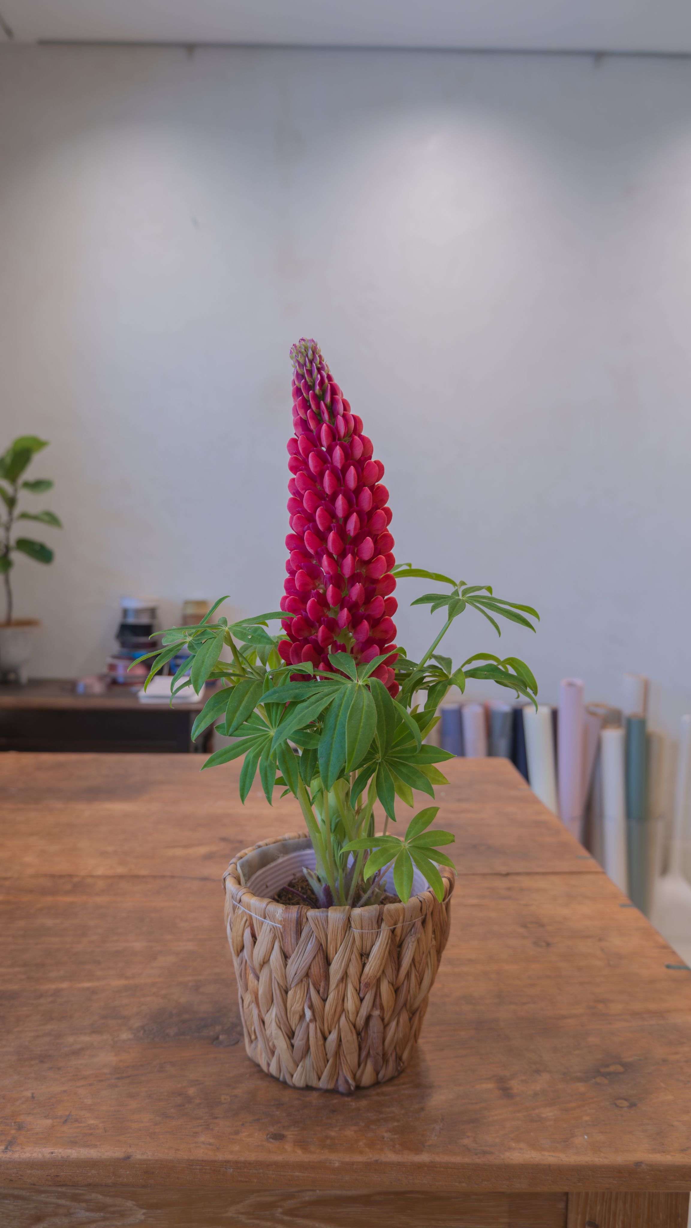 Orange and peach flowers in vase