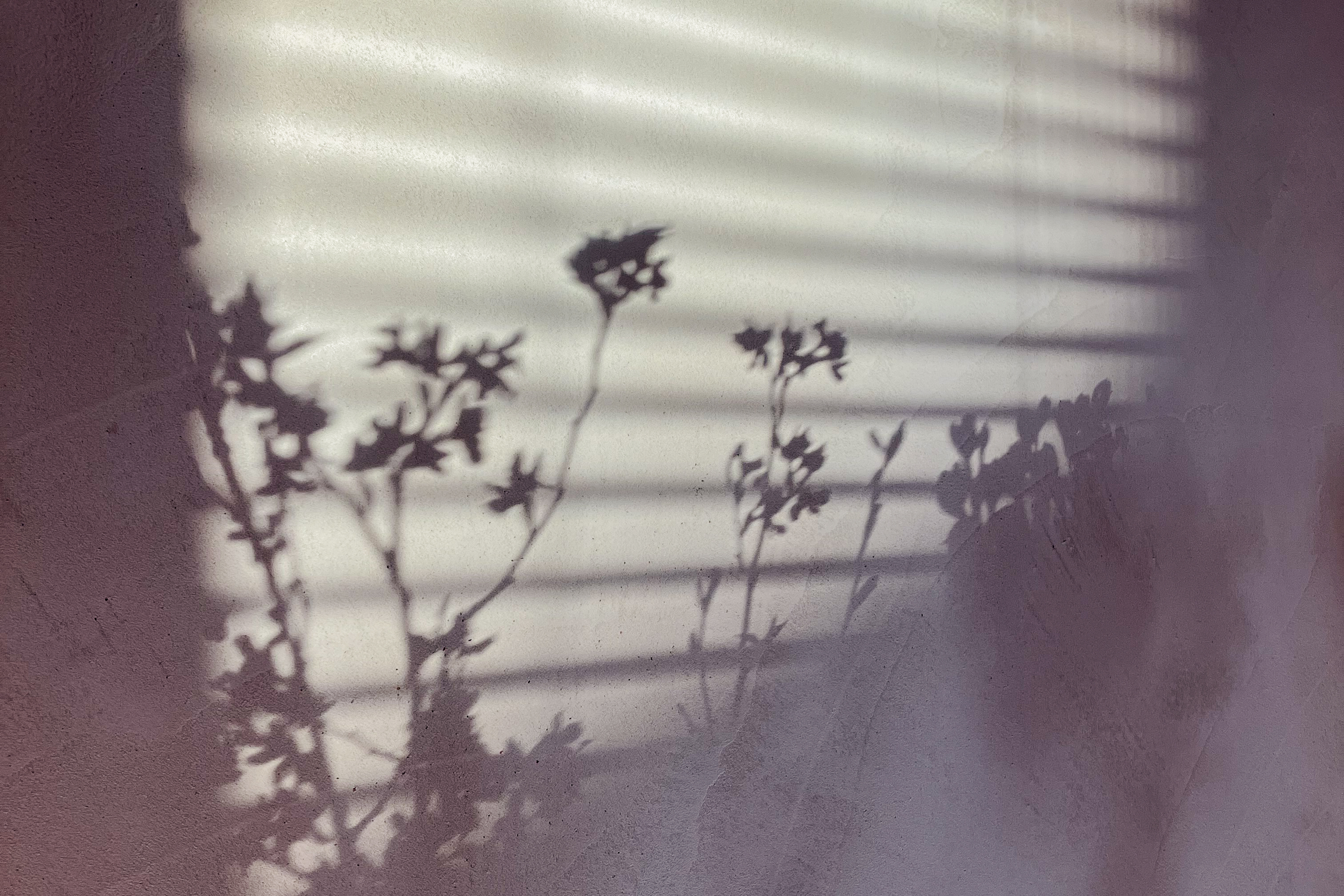 Graminee plants by the window